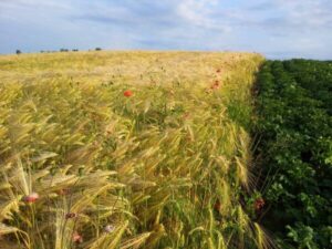 Polish Countryside Wheat Field 2015